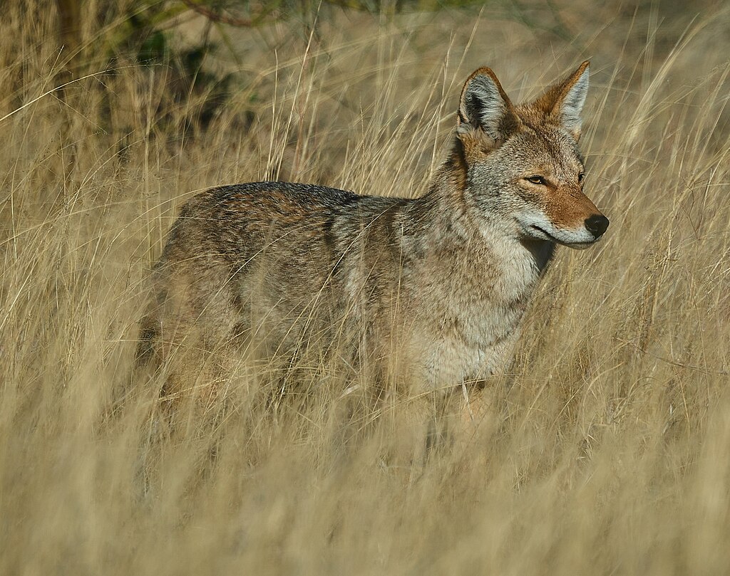 Coyote standing in dry grass