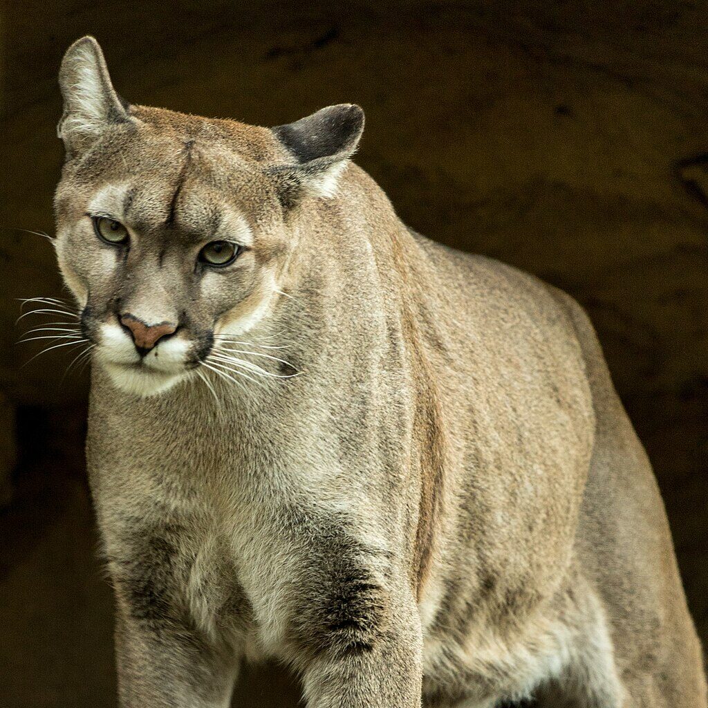 A puma looking ahead