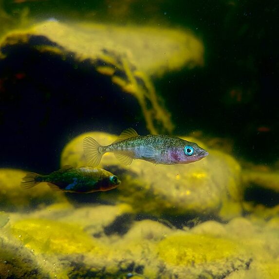 two three-spined stickleback fish in water