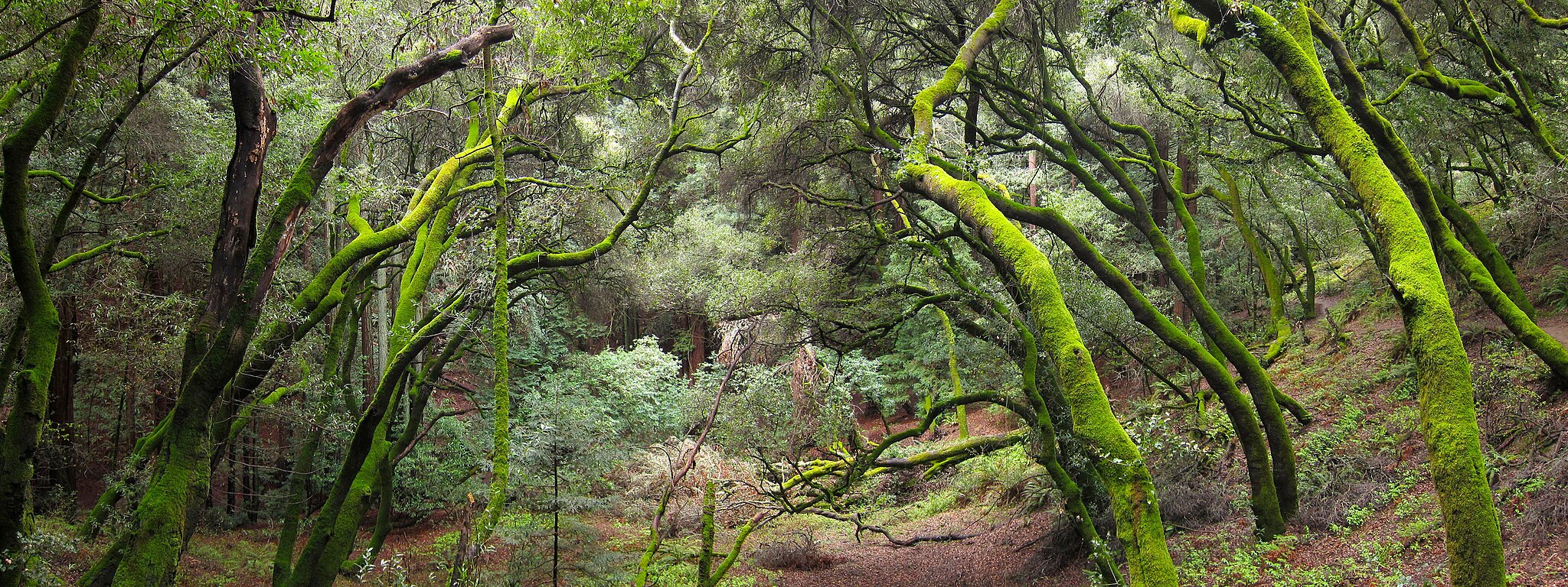 Trees in Redwood regional park.