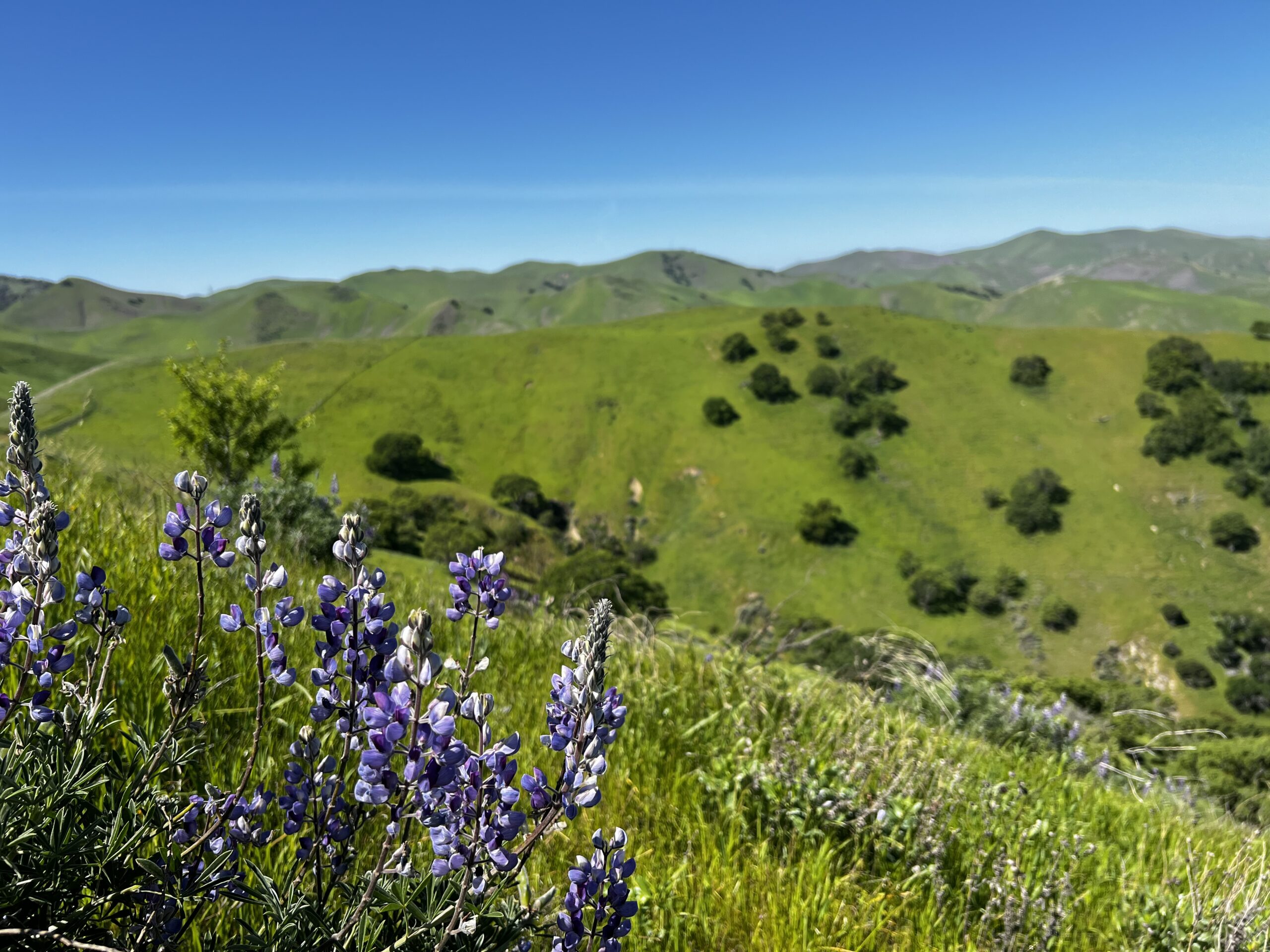 Purple lupine flowers in the foreground with a grassland landscape to the horizon.