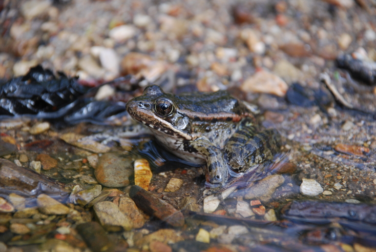 Red Legged Frog