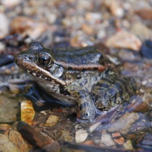 California Red-legged Frog