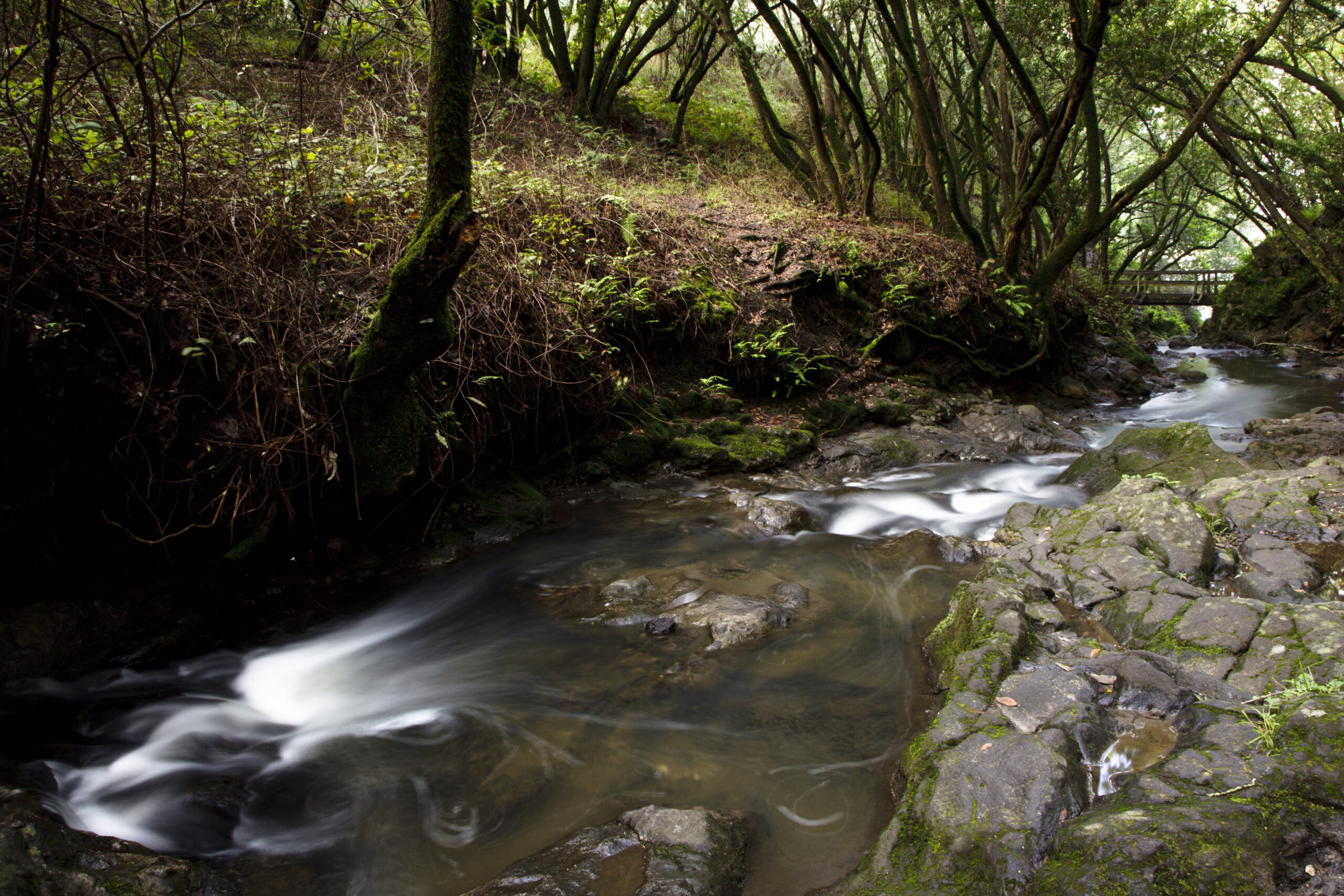 Wildcat Creek with water flowing through riparian corridor