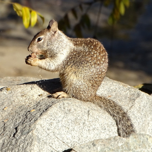 California Ground Squirrel