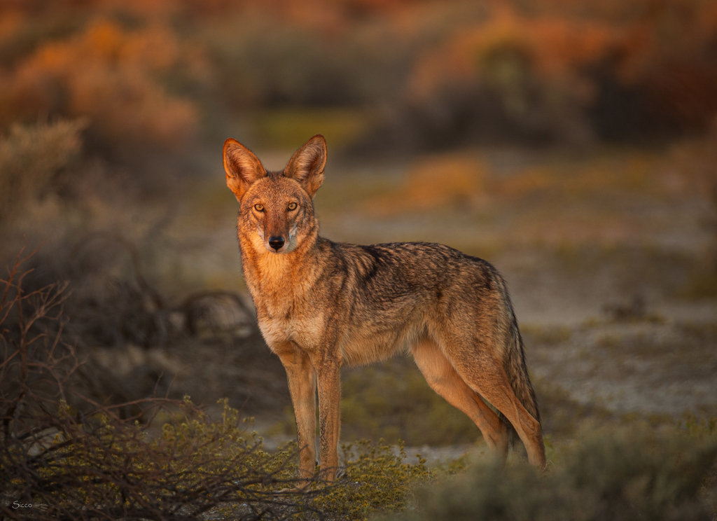 Coyote standing in dry grass