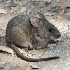 Dusky Footed Woodrat
