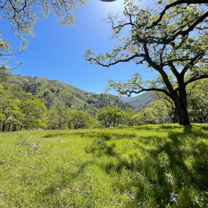 tree in a grass field