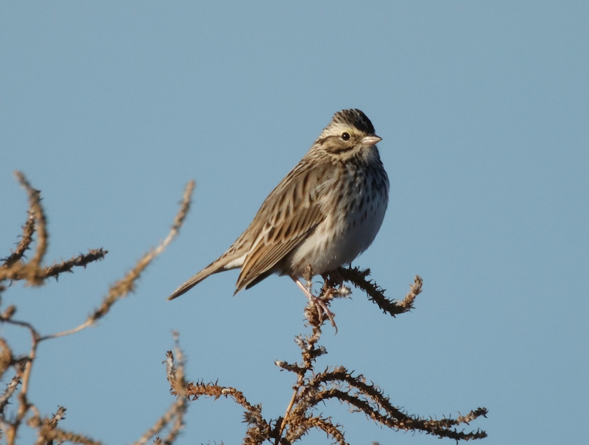 Savannah sparrow perched on a small branch