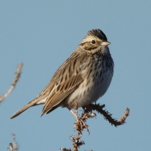 Savannah sparrow perched on a small branch