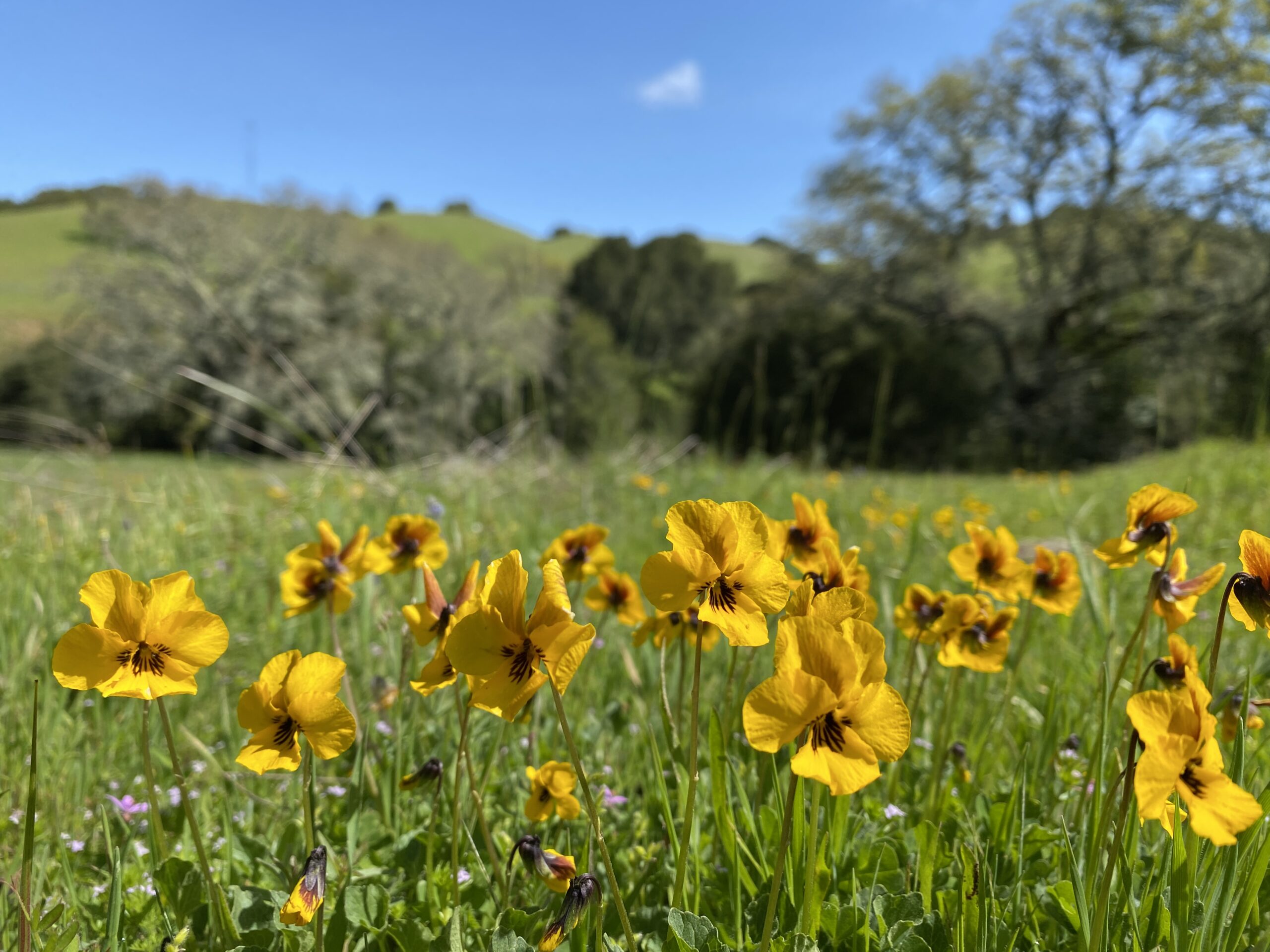 Grassland with yellow violas in foreground
