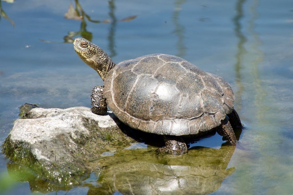Northwestern pond turtle basking in the sun on a boulder in a pond