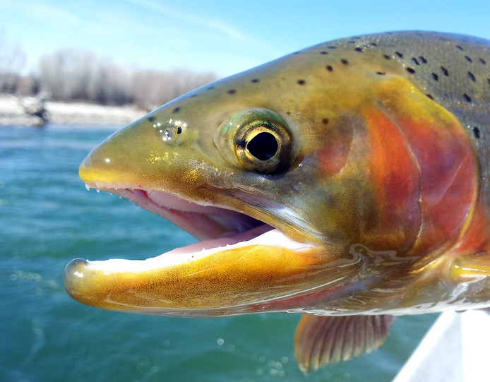 Rainbow Trout