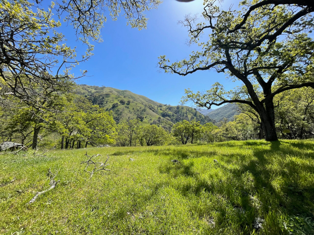 tree in a grass field