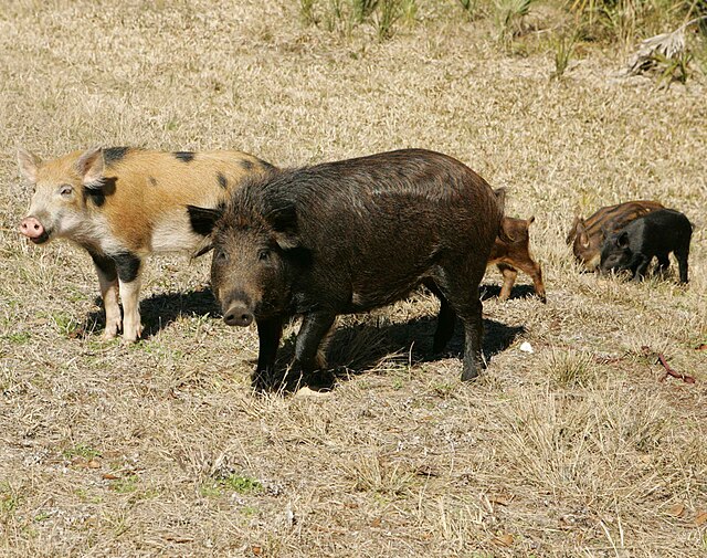 Wild pig family