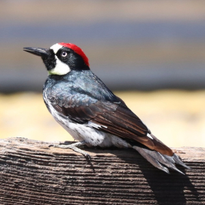 Acorn woodpecker