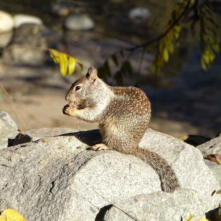 California Ground Squirrel