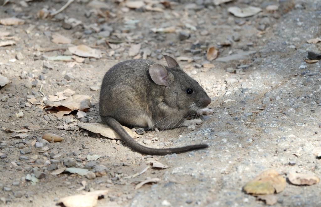Dusky Footed Woodrat