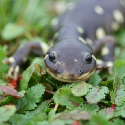 California Tiger Salamander