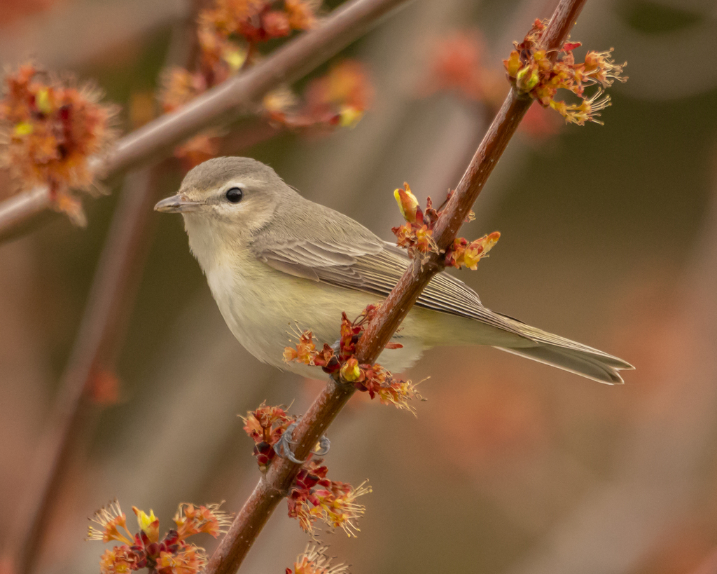 Warbling vireo perched on a small branch of a flowering tree