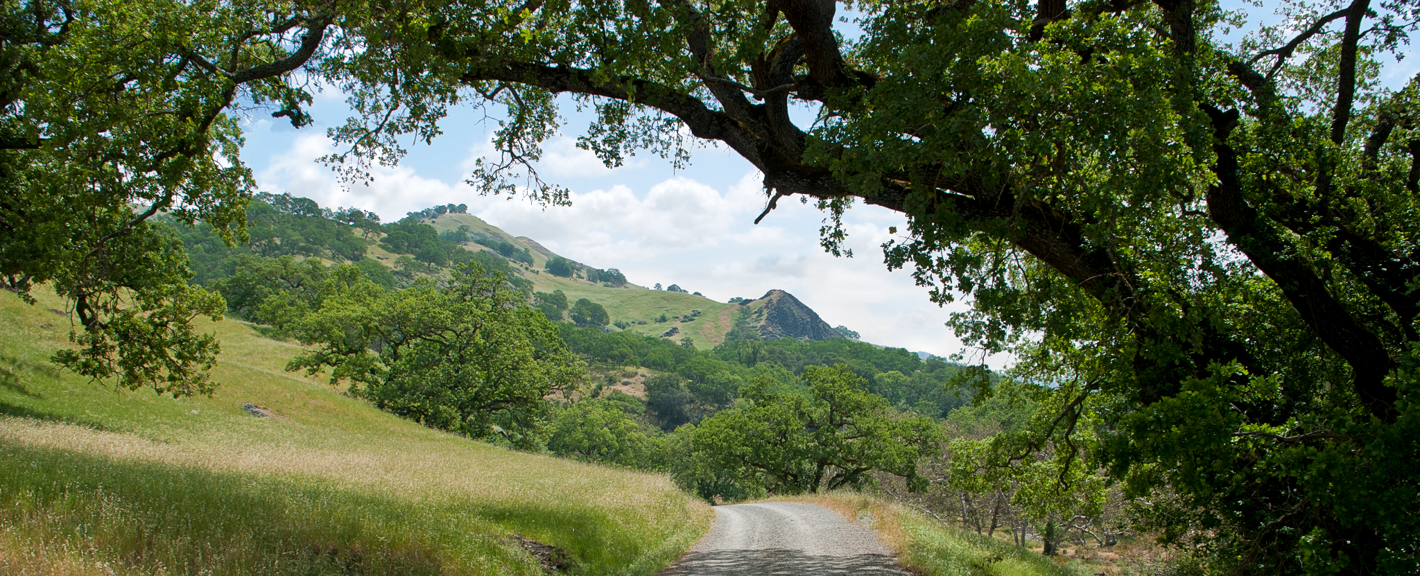 A tree framing a scene with a dirt road and green hills in the background
