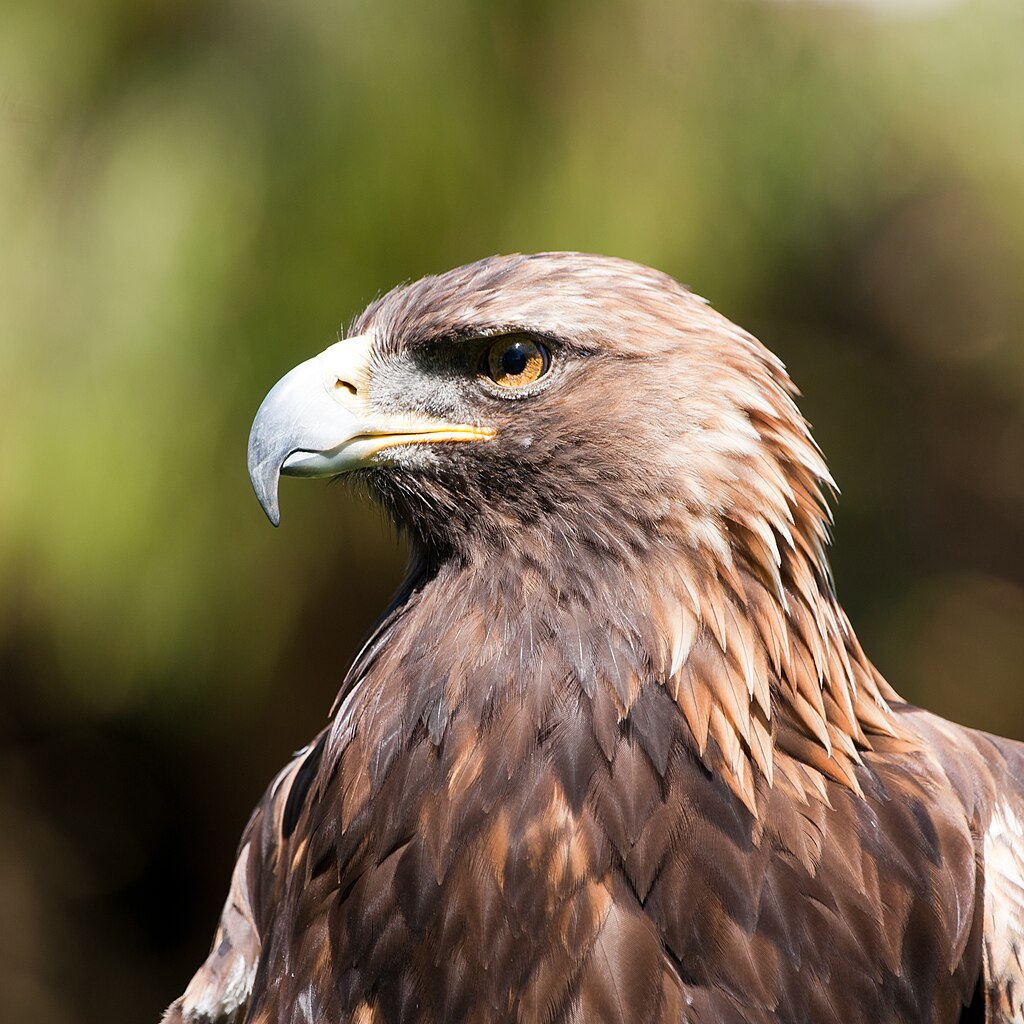 Golden eagle in profile