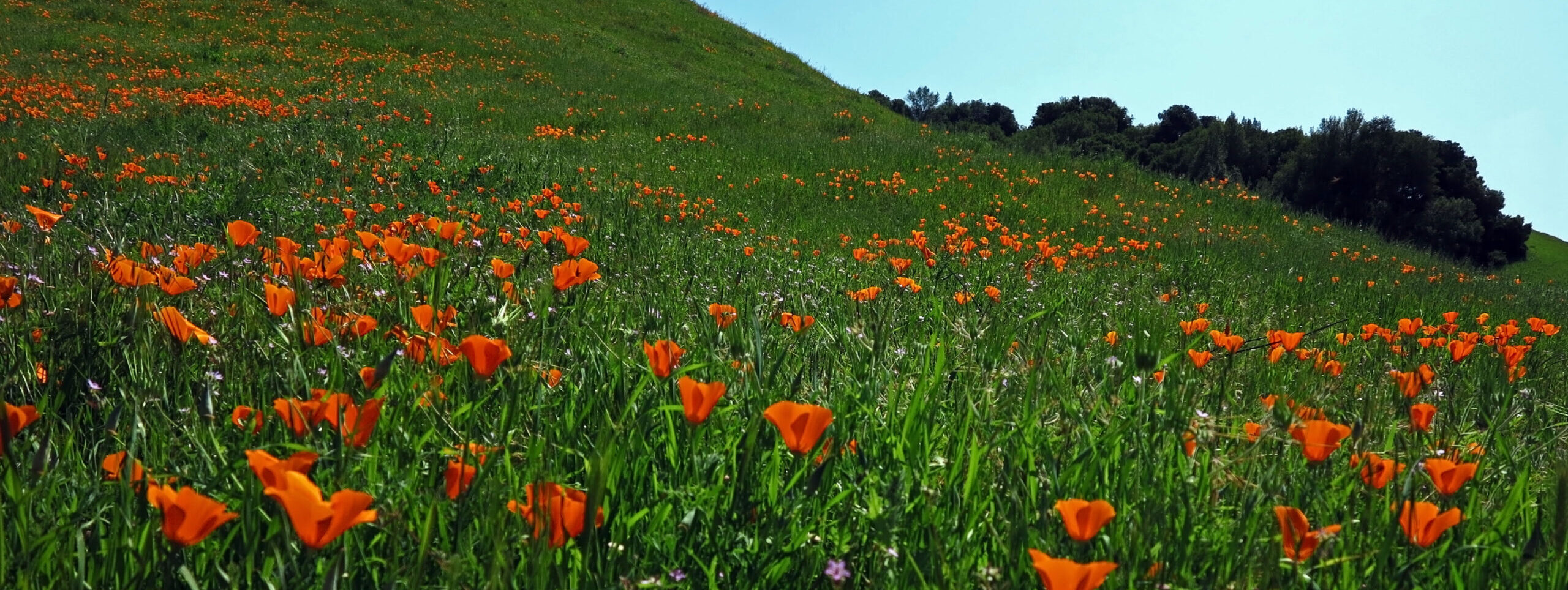Field of California poppies