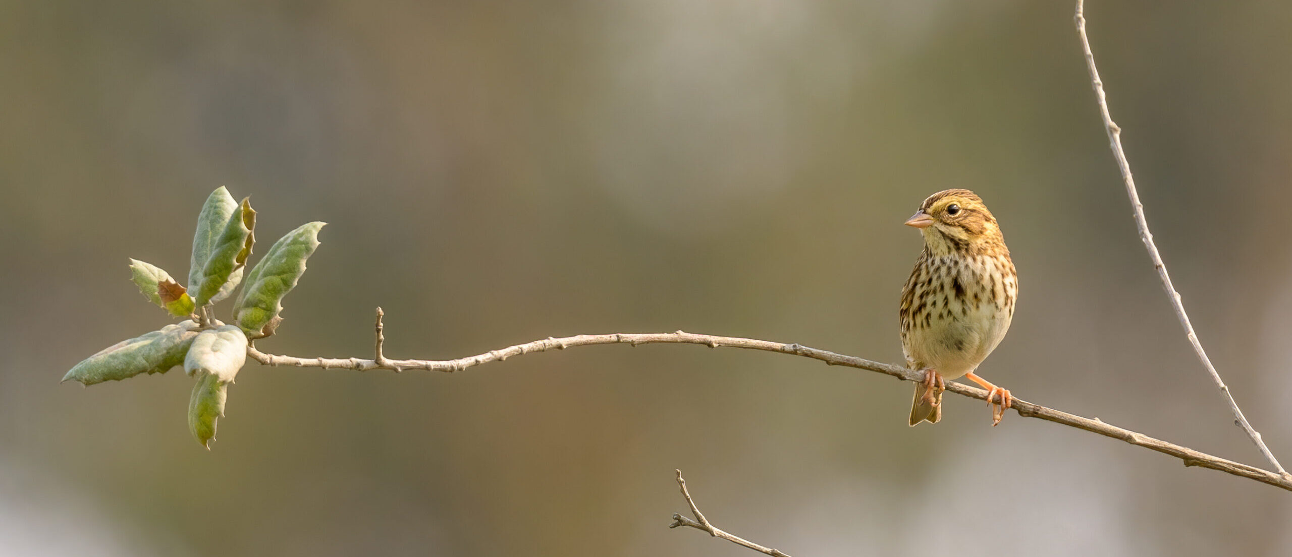Savannah Sparrow