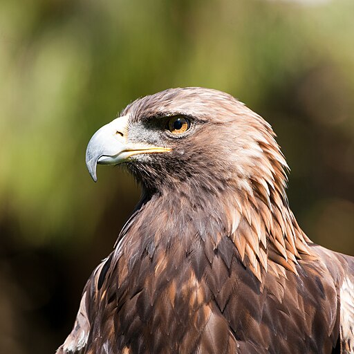 Golden eagle in profile