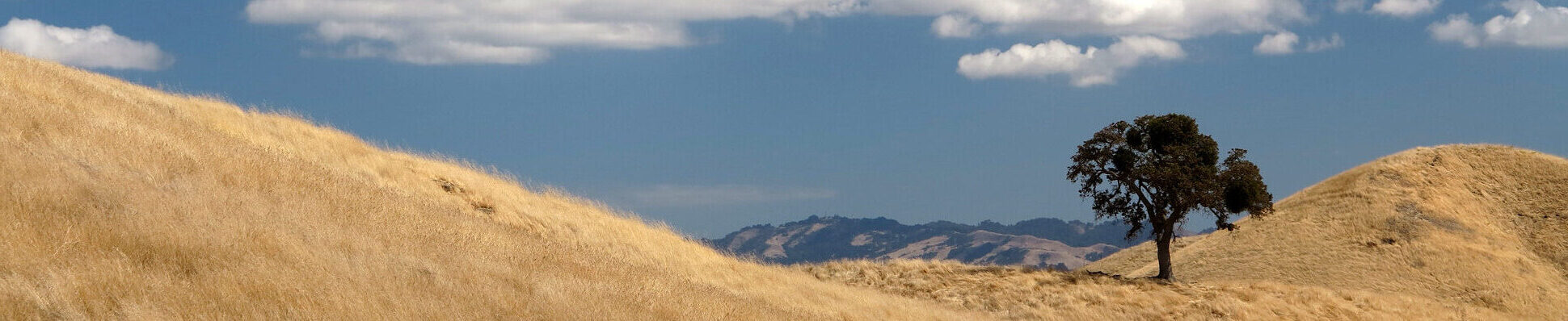 Lone oak on golden grassy hill