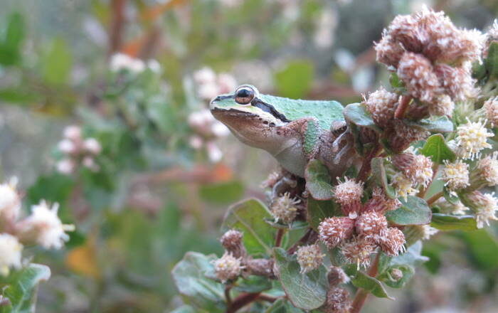 Chorus frog perched on flowering shrub